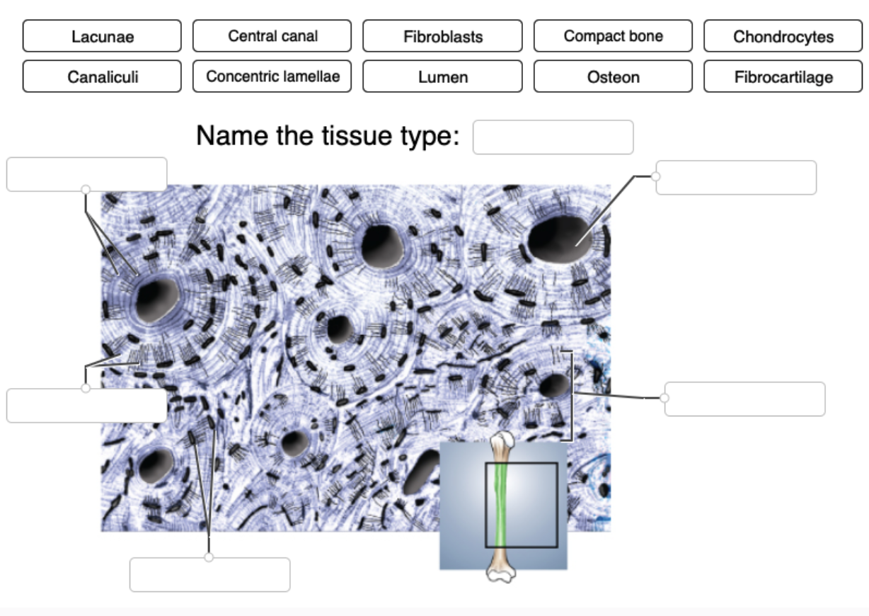 Solved Correctly Identify This Tissue Type And Then Label Chegg