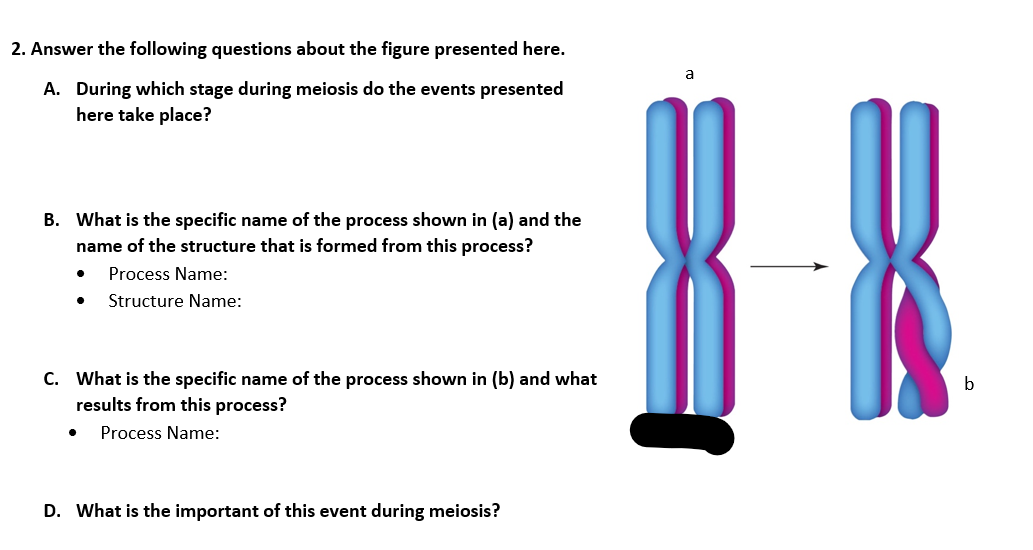 Solved Label The Following Diagram With The Phase Of Chegg