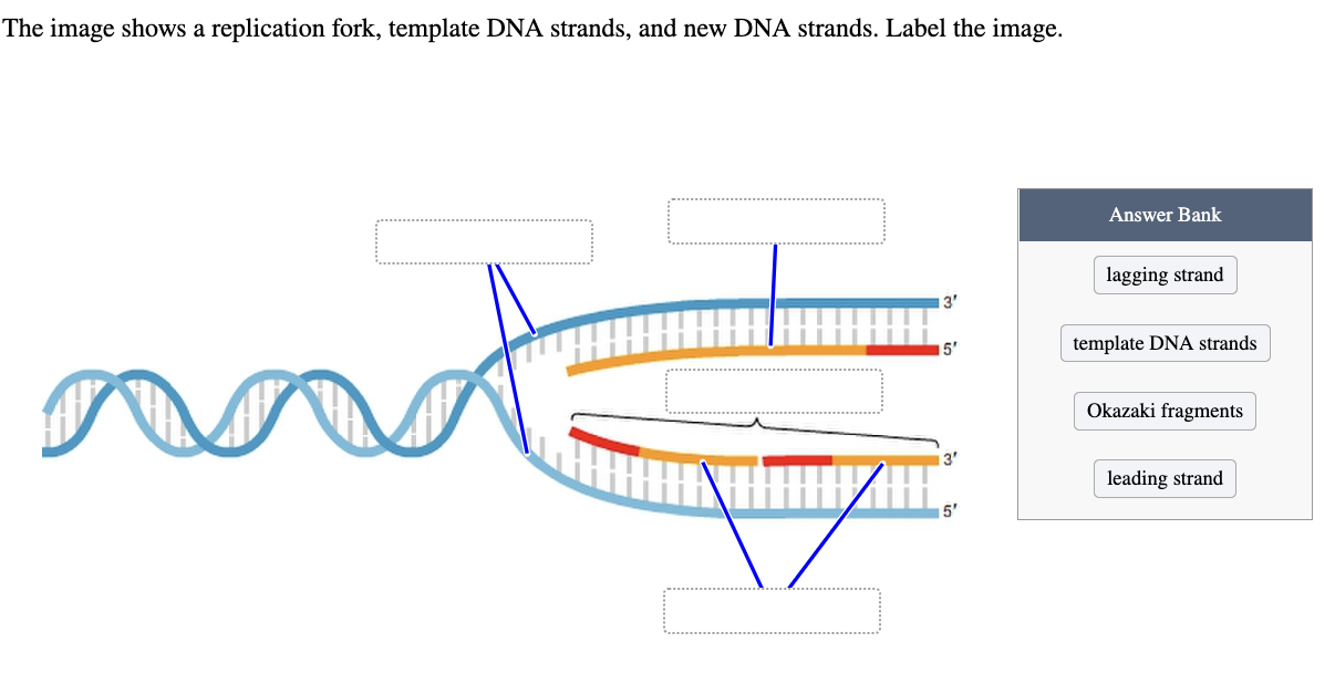 Solved The Image Shows A Replication Fork Template Dna Chegg