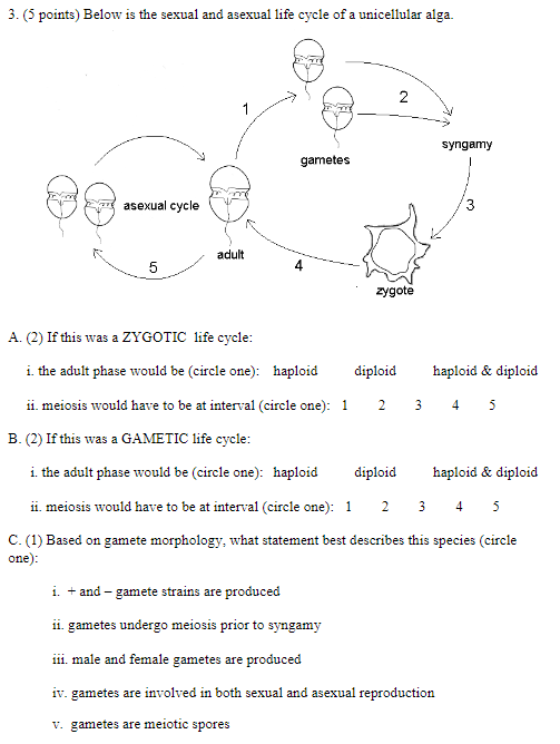 Solved Points Below Is The Sexual And Asexual Life Chegg