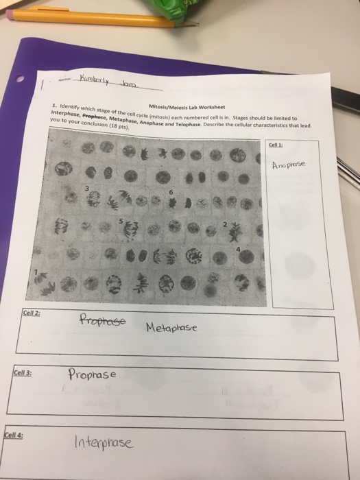 Identify Which Stage Of The Cell Cycle Mitosis Each Chegg