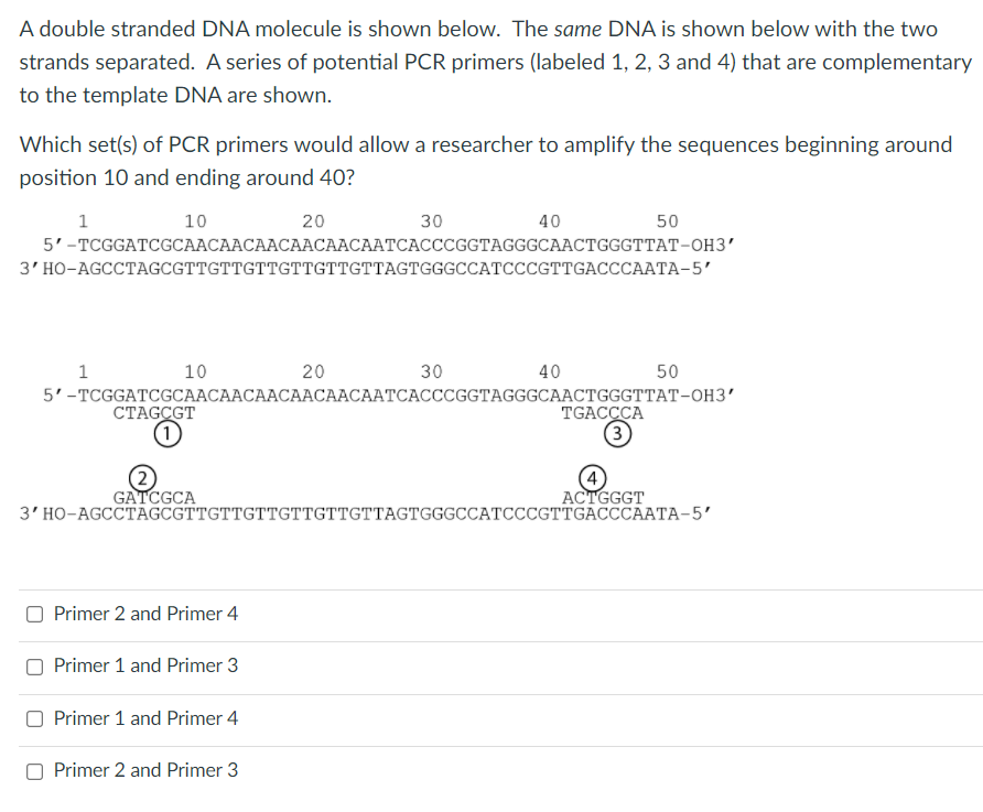 Solved A Double Stranded Dna Molecule Is Shown Below The Chegg