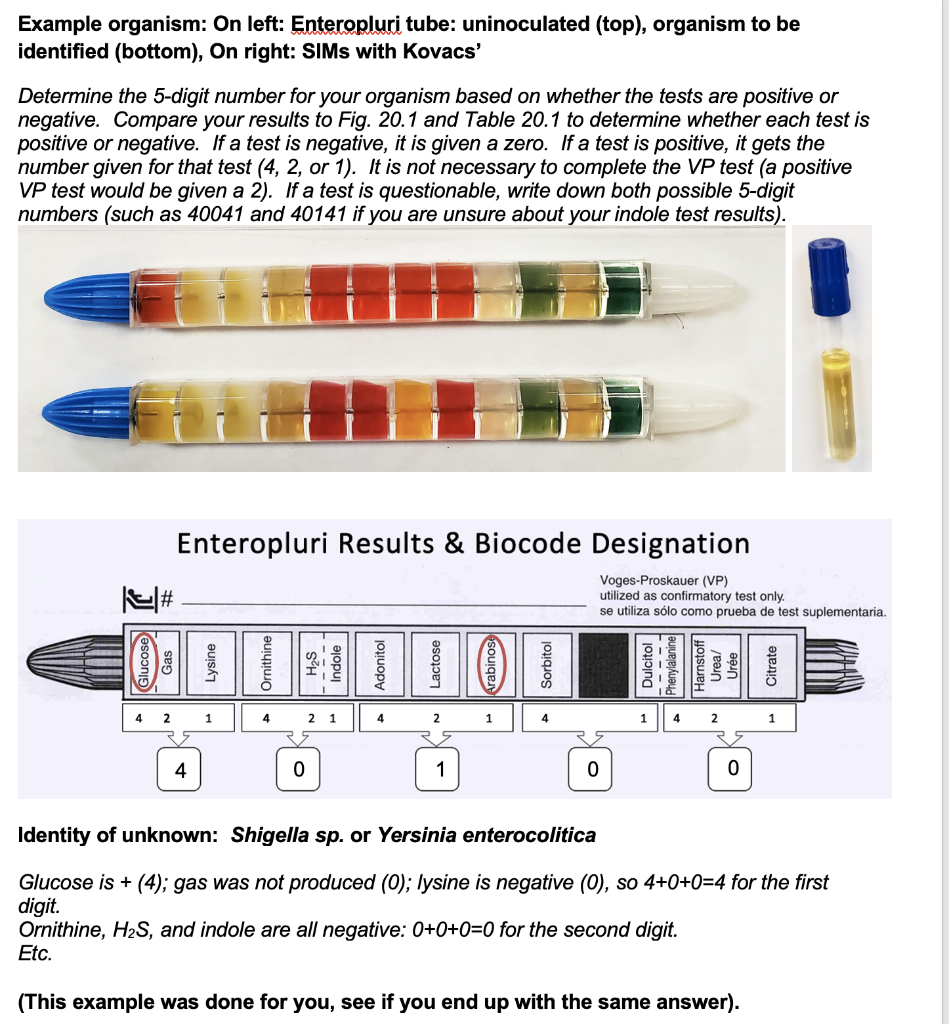 Solved Example Organism On Left Enteropluri Tube Chegg