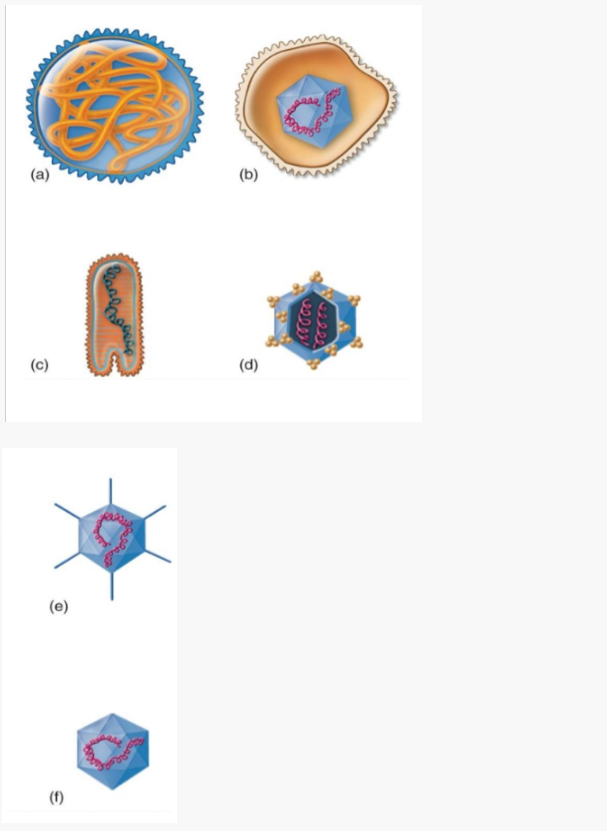 Solved Label Which Are Naked Virus And Enveloped Virus Chegg