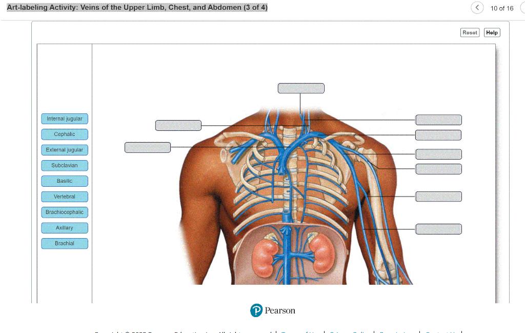 Solved Art Labeling Activity Veins Of The Upper Limb Chegg