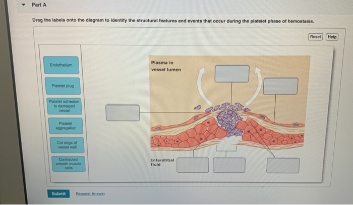 Solved Part A Drag The Labels Onto The Diagram To Identify Chegg