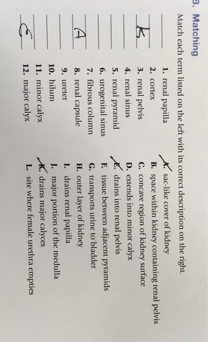 Solved B Matching Match Each Term Listed On The Left With Chegg