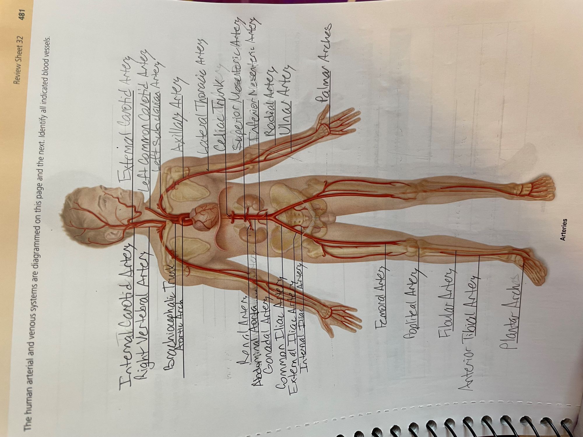 Solved I Tried To Identify All Of The Arteries Indicated Chegg