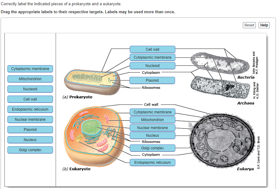 Prokaryotic Cell Structure A Visual Guide Owlcation