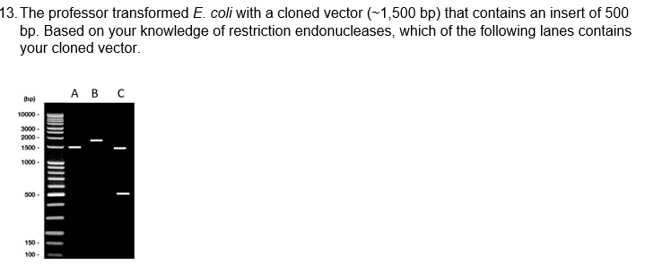 Solved You Are Now Ready To Purify Plasmid Out Of Chegg