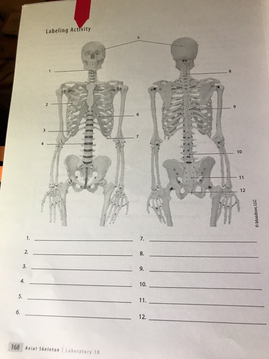 Solved BIOL 2101 Lab 10 Axial Skeleton The Chegg