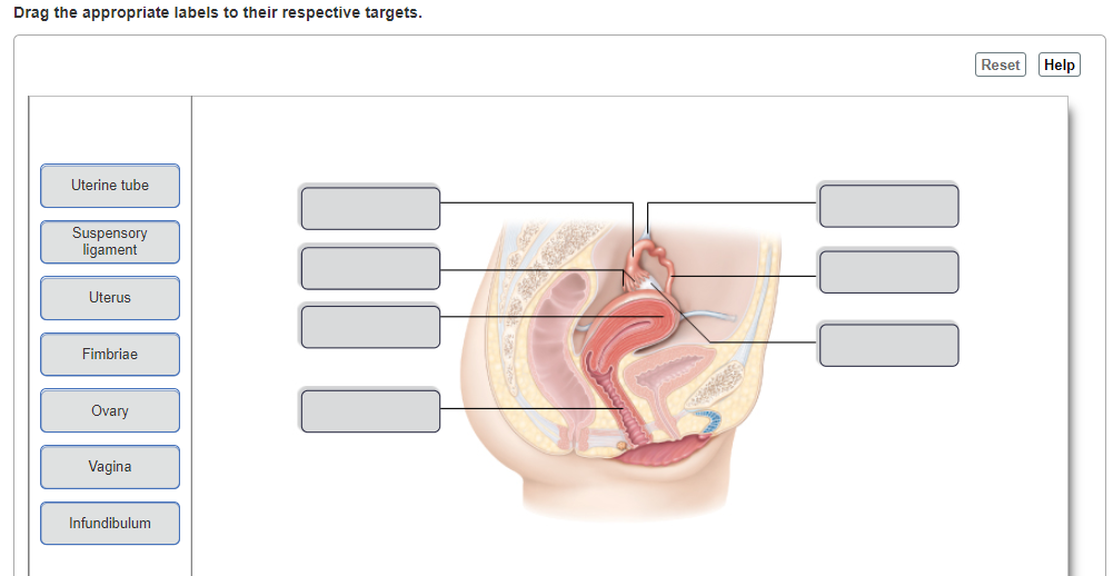 Solved Drag The Appropriate Labels To Their Respective Chegg