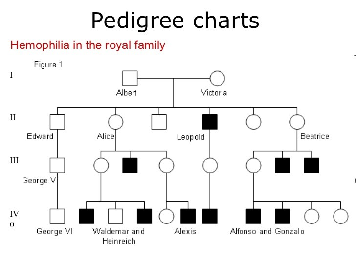 Solved Hemophilia Is A Rare Sex Linked Recessive Disorder Chegg