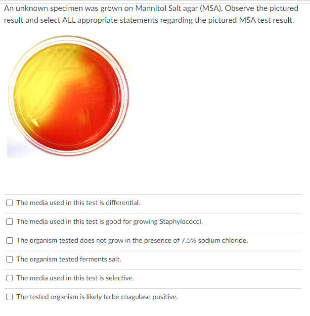 Solved An Unknown Specimen Was Grown On Mannitol Salt Agar Chegg