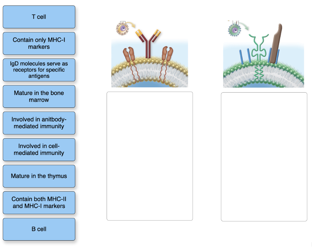 Solved Drag Each Description Under The Correct Figure To Chegg