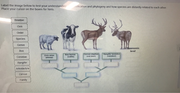 Solved Label The Image Below To Test Your Understandino Chegg