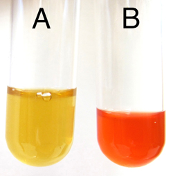 Solved Two Different Bacterial Samples A And B Were Chegg