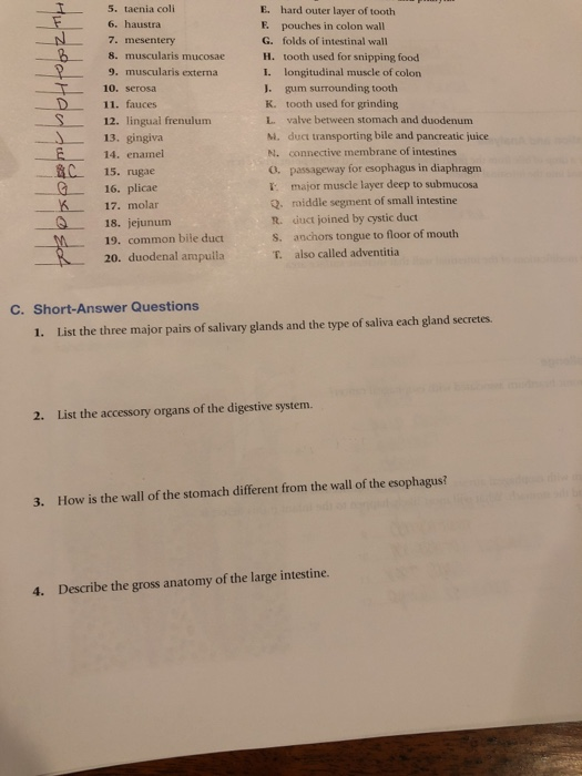 Solved Review Practice Sheet Exercise B Matohin Match Chegg