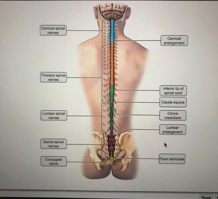 solved-drag-the-labels-of-spinal-nerves-and-regions-of-th-chegg