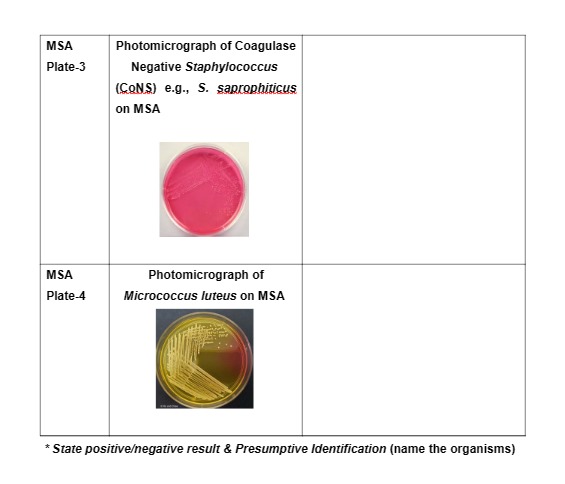 Solved Mannitol Salt Agar MSA Mannitol Salt Agar Is A Chegg