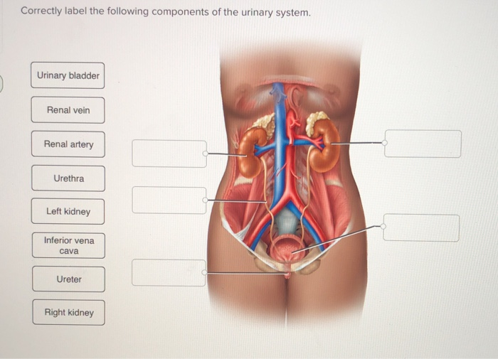 Solved Correctly Label The Following Components Of The Urinary System