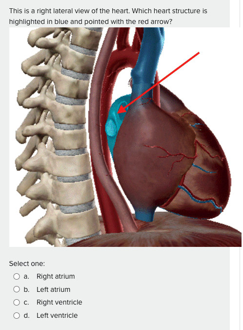 Solved Identify The Location Of The Endocrine Portion Of The Chegg