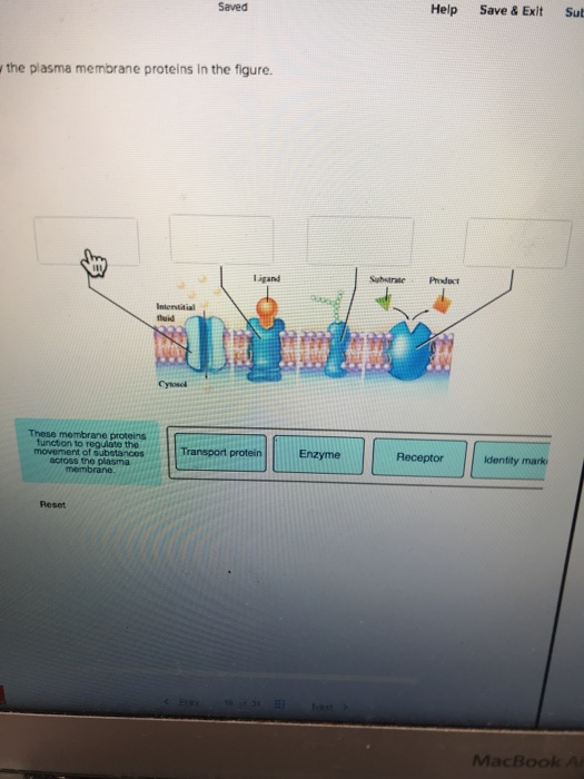 Solved Saved Help Save Exit Sub The Plasma Membrane Chegg