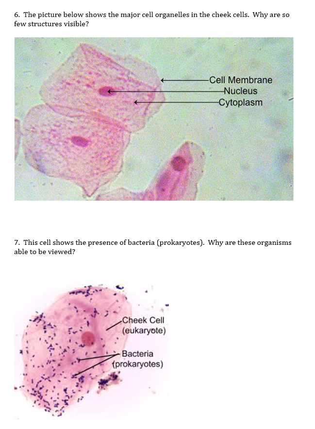 Solved 6 The Picture Below Shows The Major Cell Organelles Chegg