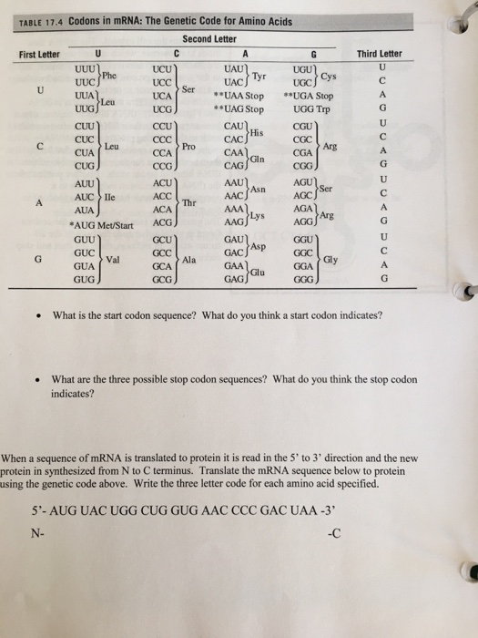 Solved TABLE 17.4 Codons In MRNA The Code For Am...