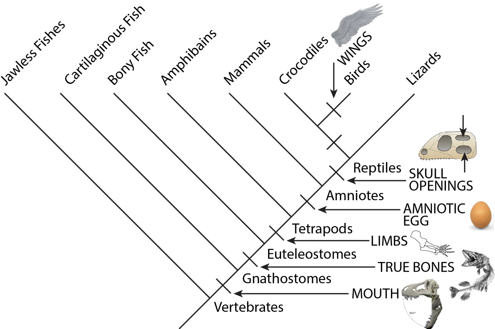 Solved Consider The Simplified Relationships Of Vertebrates Chegg