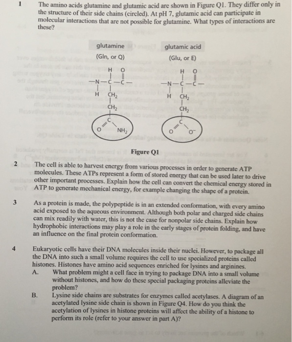 Solved The Amino Acids Glutamine And Glutamic Acid Are Sh...