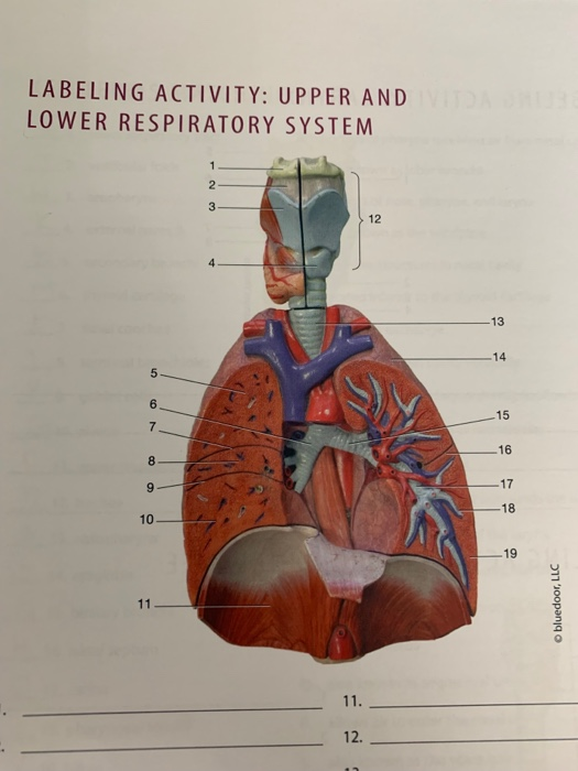 Diagram Diagram Anatomy Of The Respiratory System Answers Mydiagram