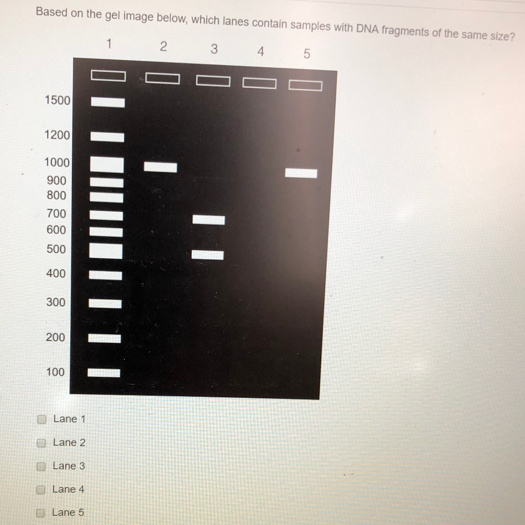 Solved Based On The Gel Image Below Which Lanes Contain Chegg