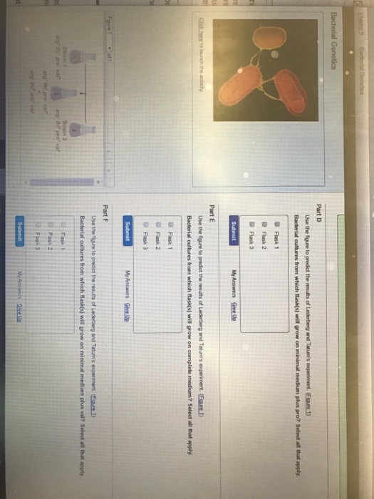 Solved Use The Figure To Predict The Results Of Lederberg...