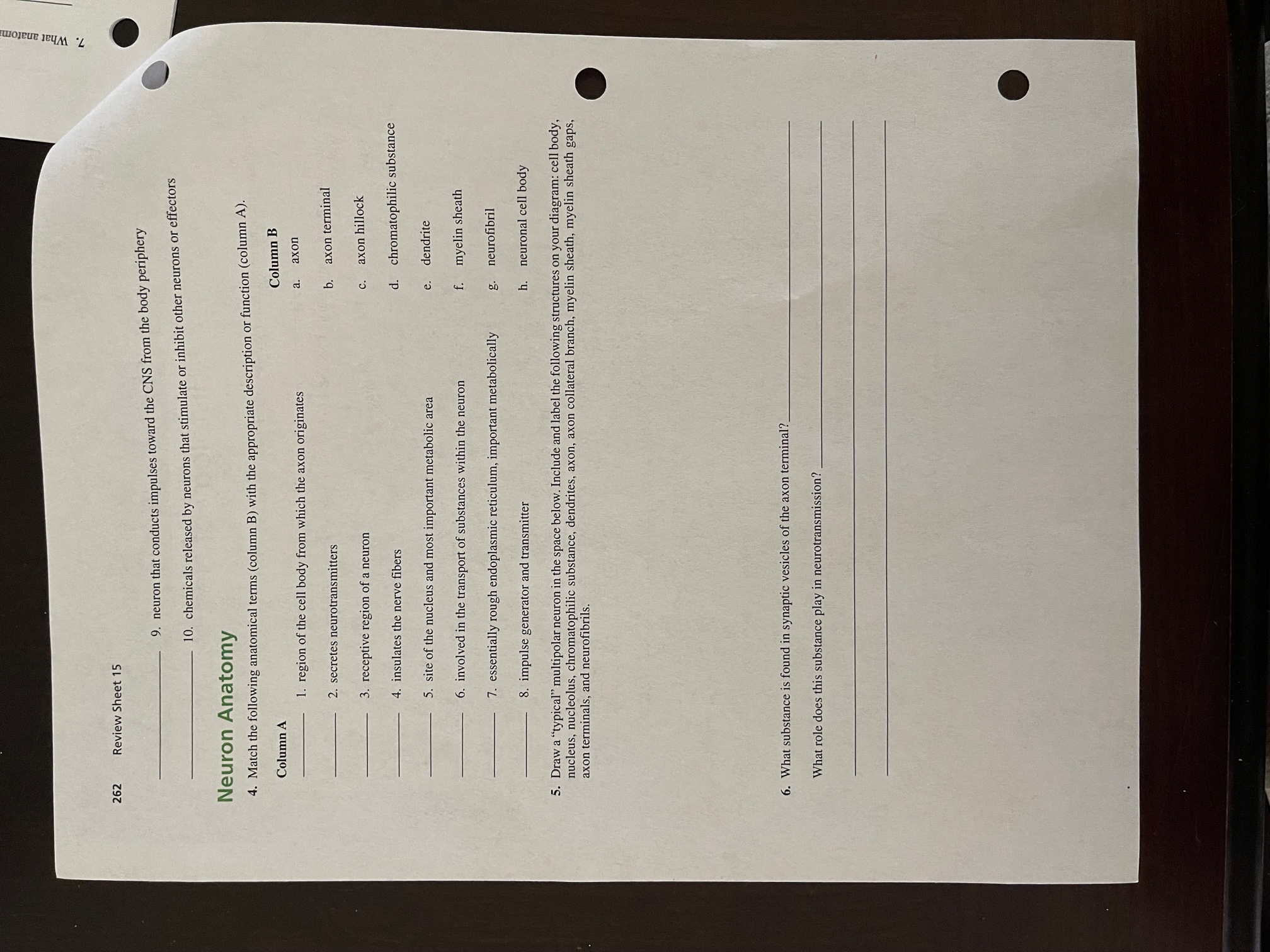 Solved Review Sheet Neuron That Conducts Chegg