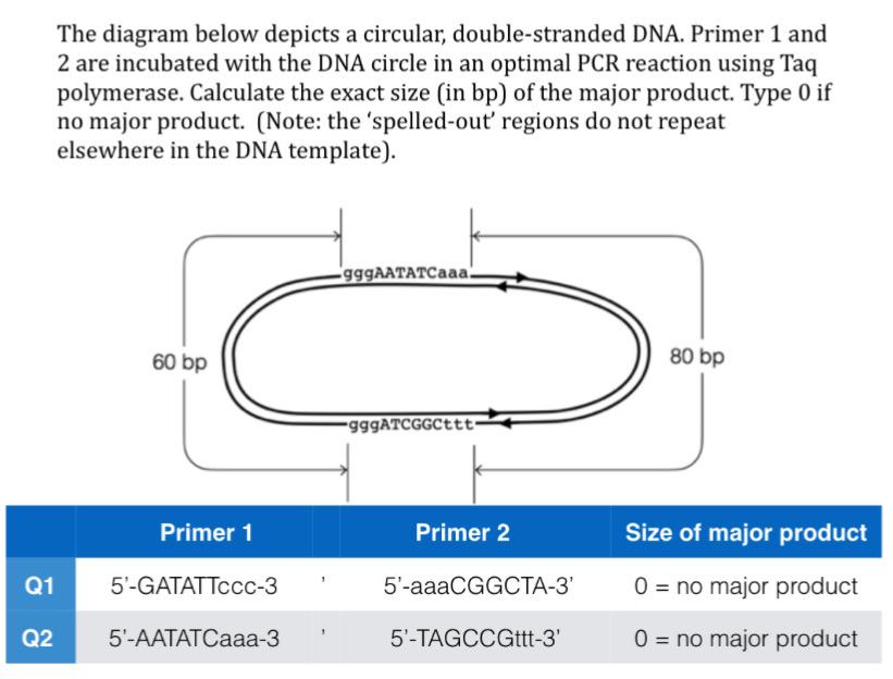 Solved The Diagram Below Depicts A Circular Double Stranded Chegg