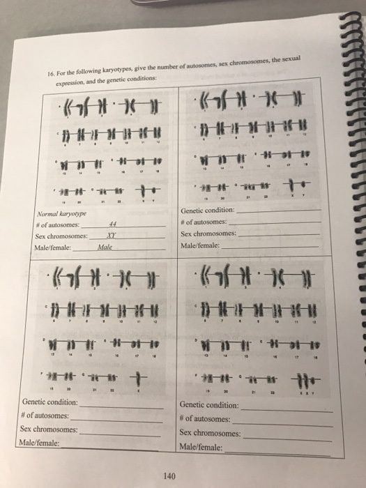 Solved 16 For The Following Karyotypes Give The Number Of Chegg