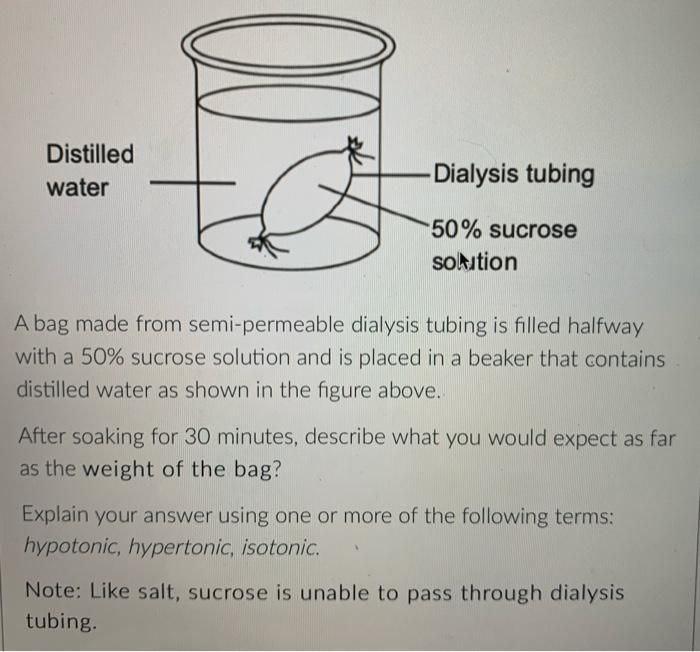 Solved Distilled Water Dialysis Tubing Sucrose Chegg