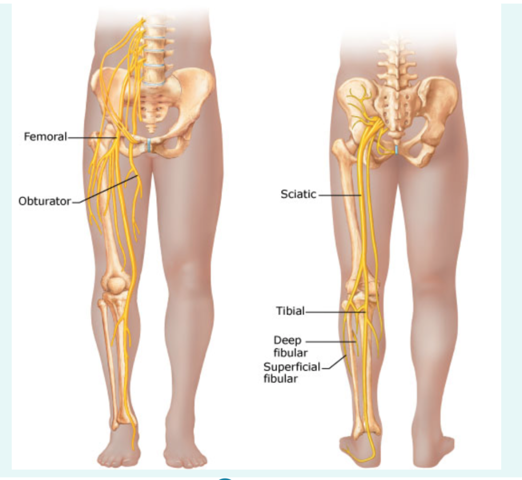 Femoral And Sciatic Nerve