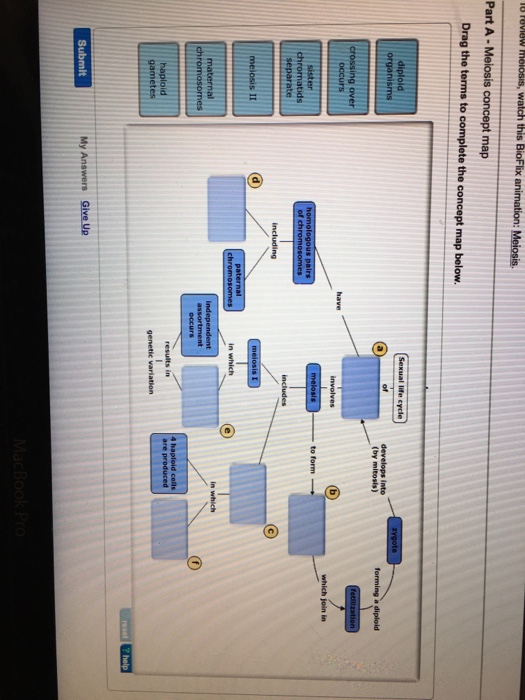 Solved Meiosis Concept Map Drag The Terms To Complete The...