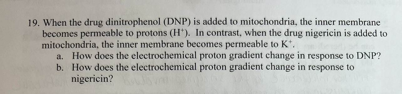 Solved When The Drug Dinitrophenol Dnp Is Added To Chegg