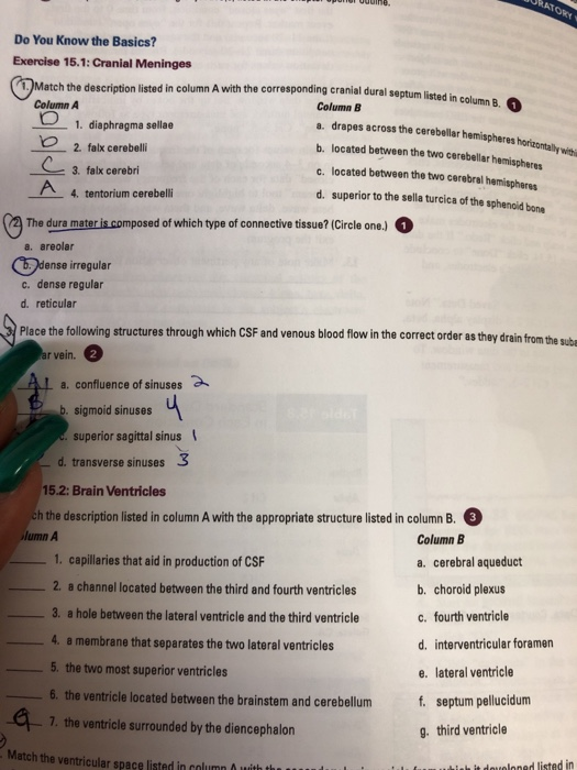 Solved Do You Know The Basics Exercise Cranial Chegg