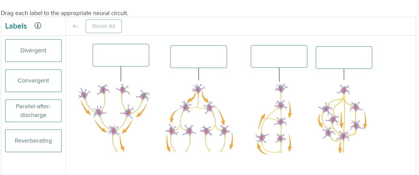 Solved Drag Each Label To The Appropriate Neural Circuit Chegg