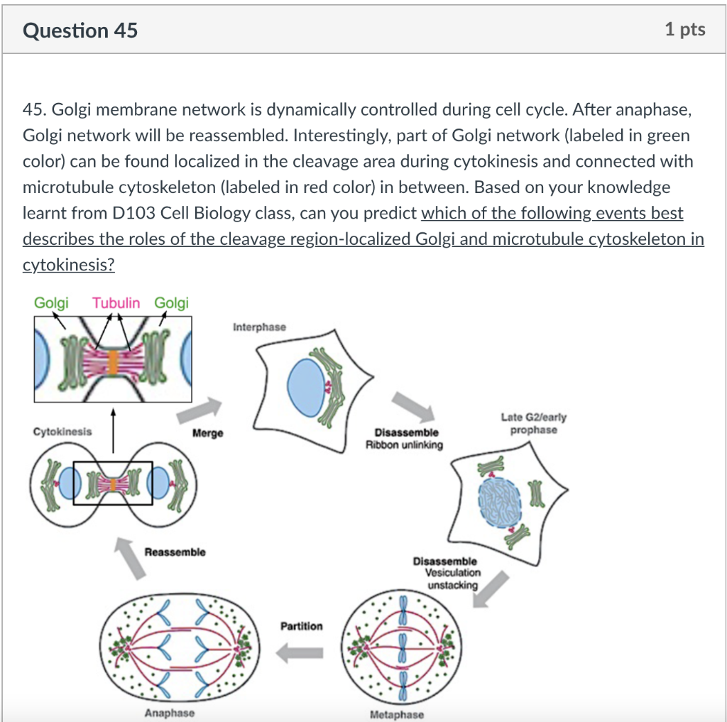 Solved Question 45 1 Pts 45 Golgi Membrane Network Is Chegg