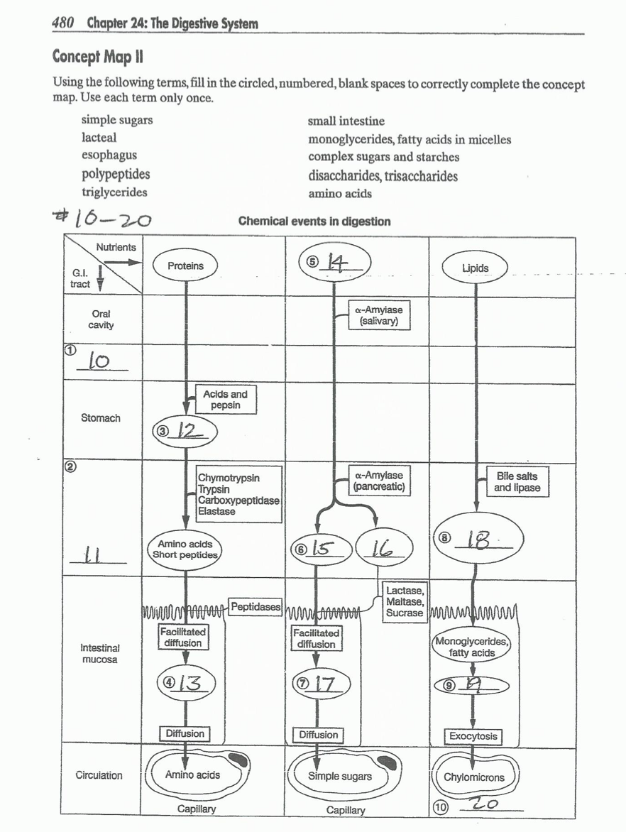 Solved Chapter The Digestive System Concept Map Chegg