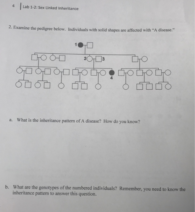 Solved Lab Sex Linked Inheritance Examine The Chegg