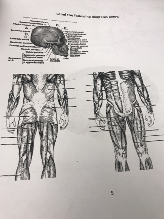 Solved Label The Following Diagrams E Chegg