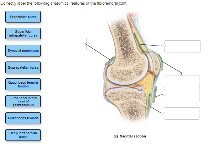 Solved Correctly Label The Following Anatomical Features Of Chegg