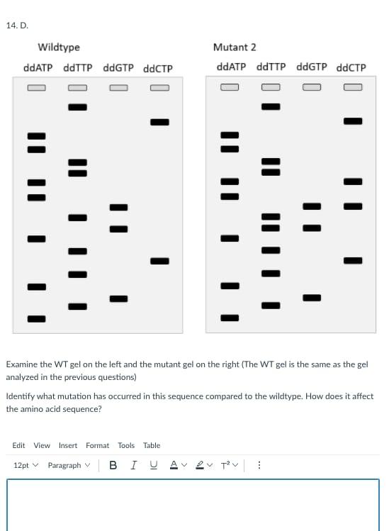 Solved 14 D Wildtype DdATP DdTTP DdGTP DdCTP Mutant 2 DdATP Chegg