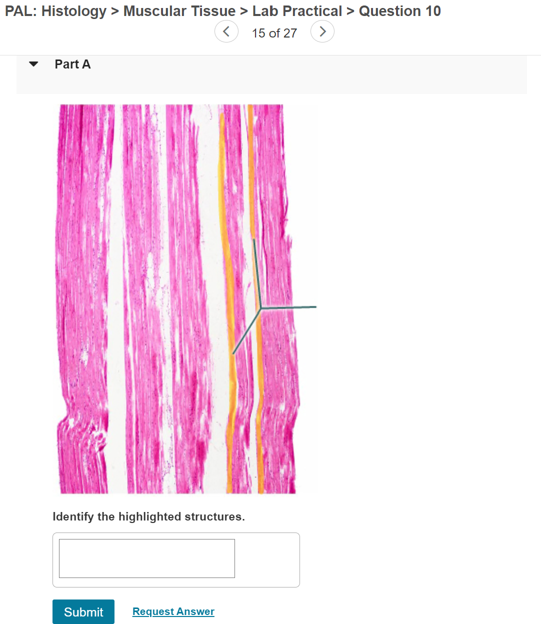 Pal Histology Muscular Tissue Lab Practical Chegg